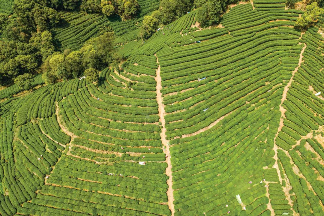 tea_field_hangzhou.jpg